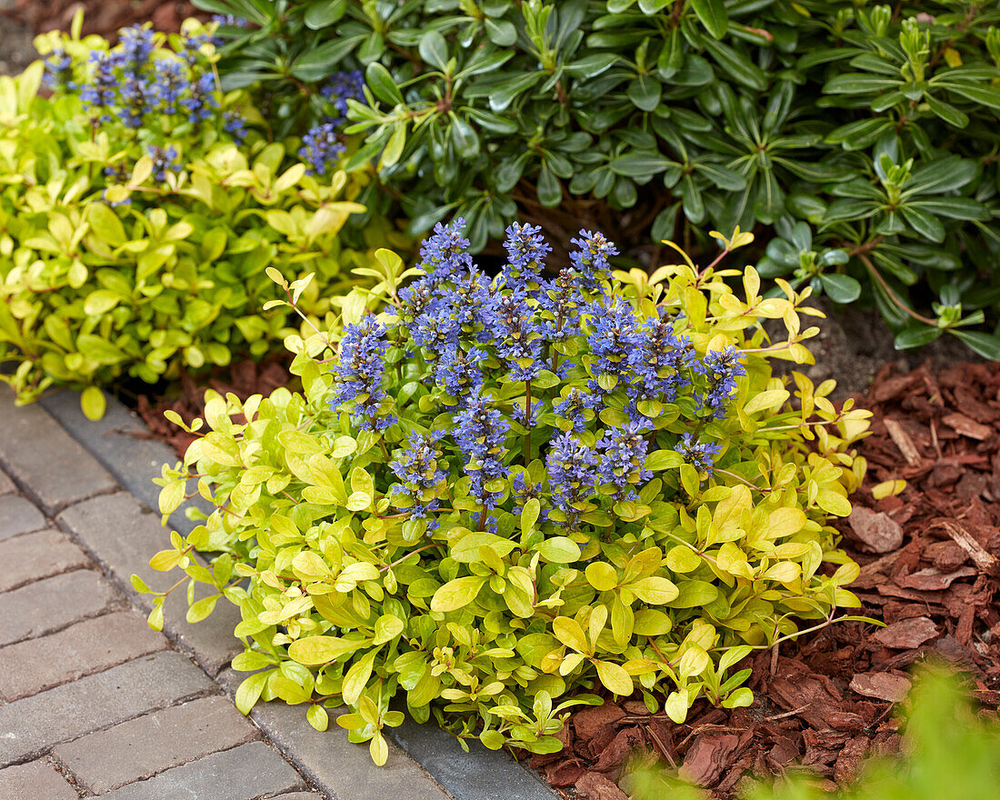 Ajuga Cordial Canary