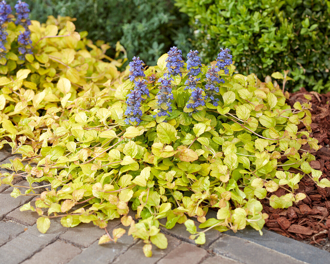 Ajuga Parrot Paradise