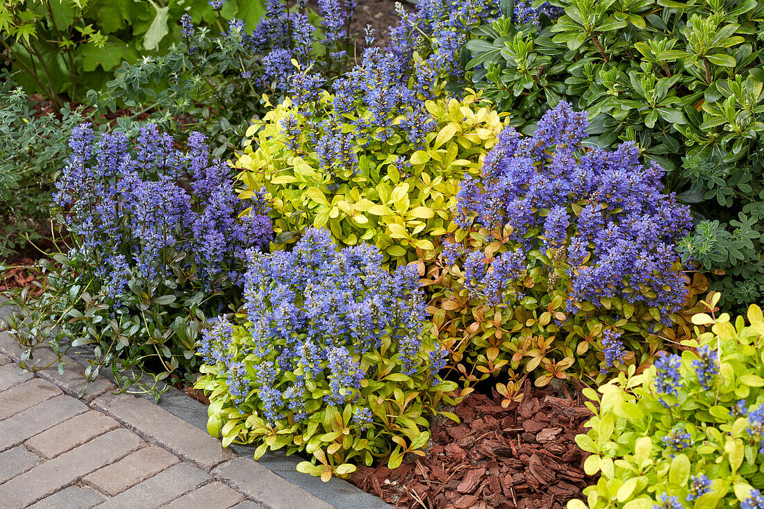 Ajuga collection