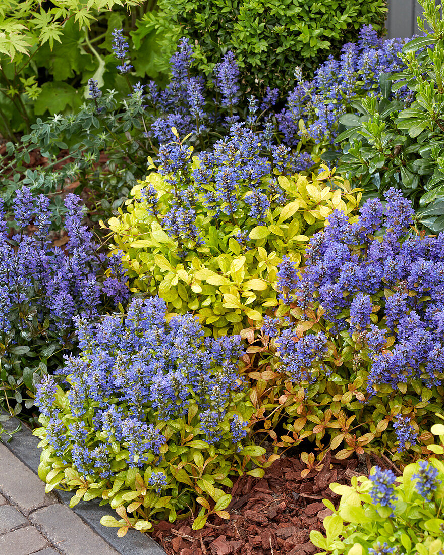 Ajuga collection