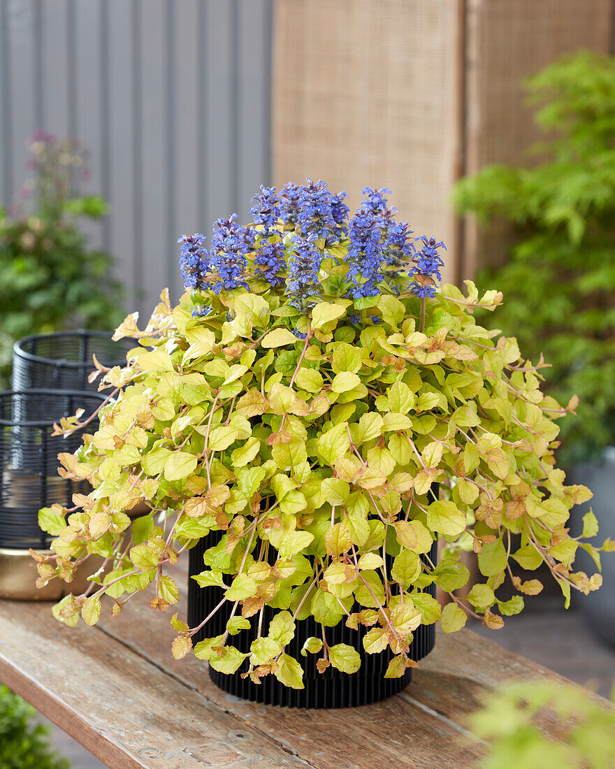 Günsel (Ajuga) 'Parrot Paradise'