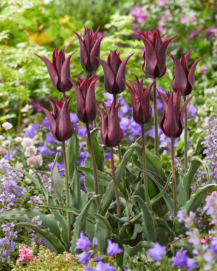 Tulipa Sterling Star