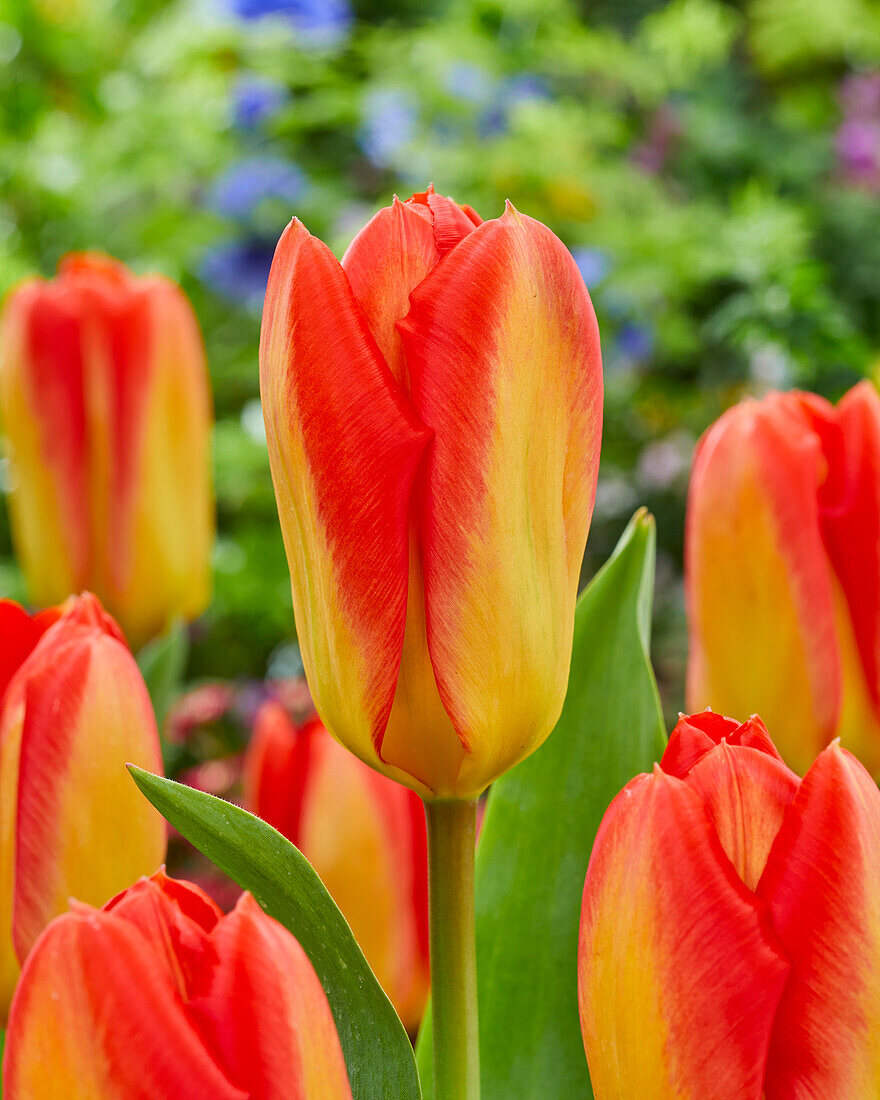 Tulipa Candela Festival