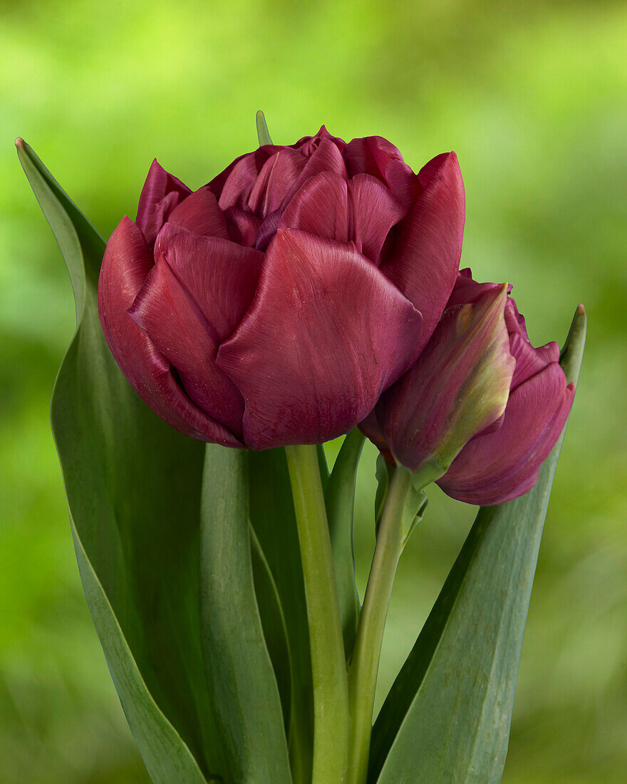 Tulipa Mel-00932-3