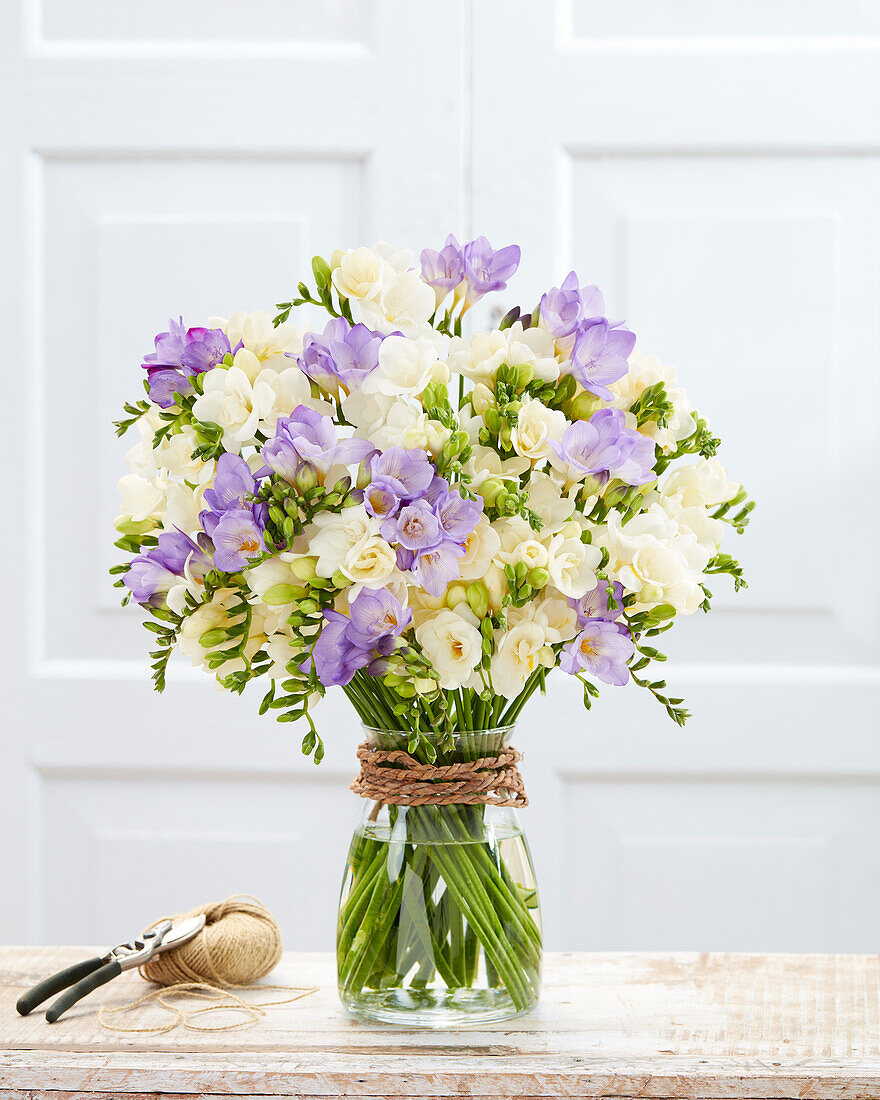 Freesia blue and white mix