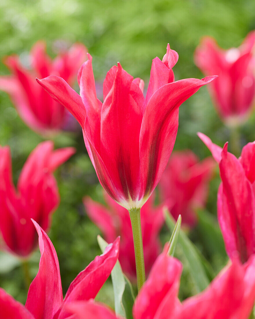 Tulipa Doll's Minuet