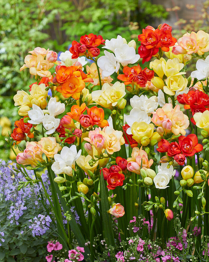 Freesia double mixed