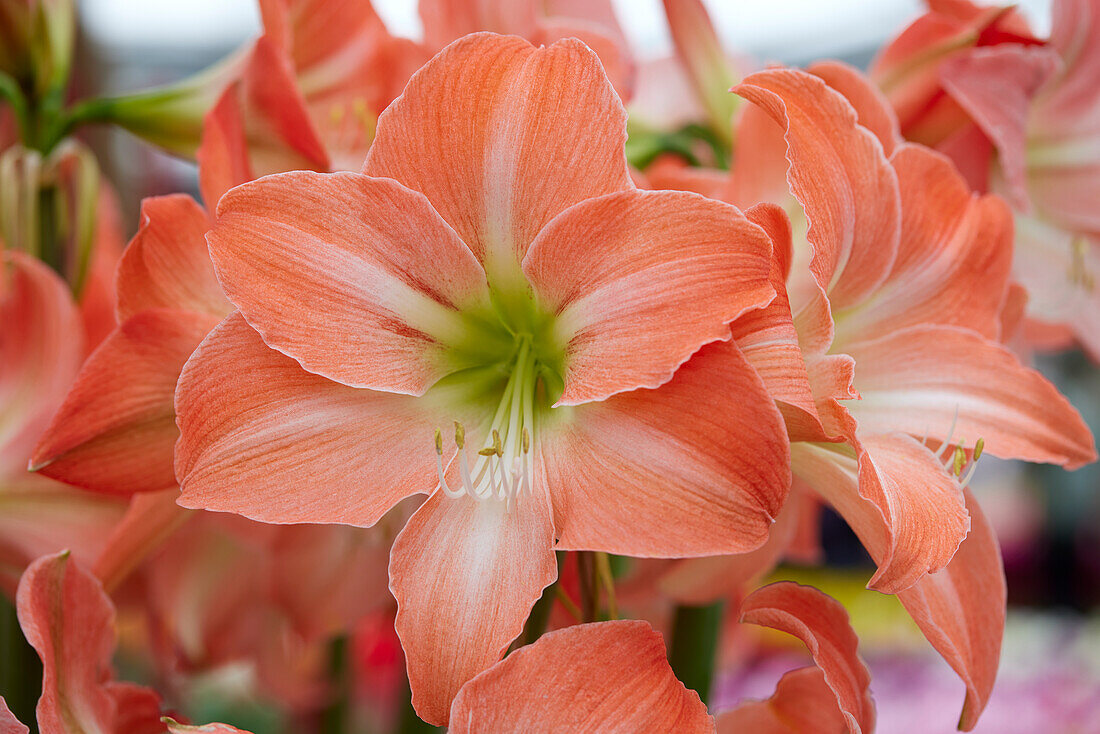 Hippeastrum Serenity