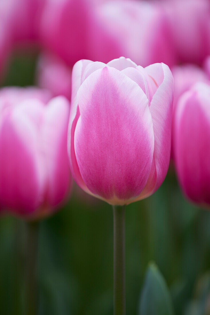 Tulpe (Tulipa) 'Milchshake'