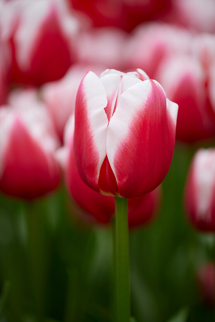 Tulipa Dutch Design