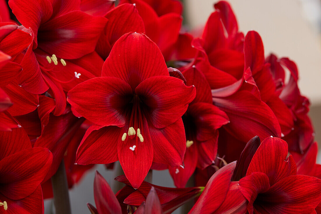 Ritterstern, auch Amaryllis (Hippeastrum) 'Rapido'