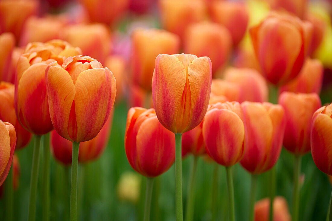 Tulipa Delta Storm