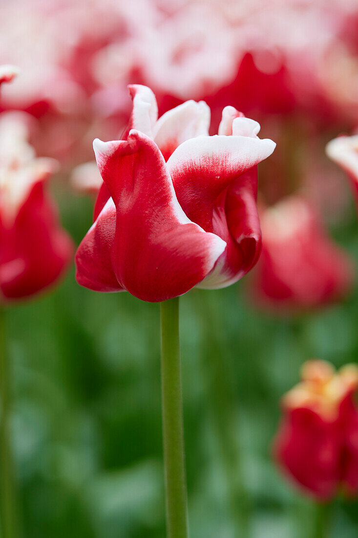 Tulipa Elegant Crown