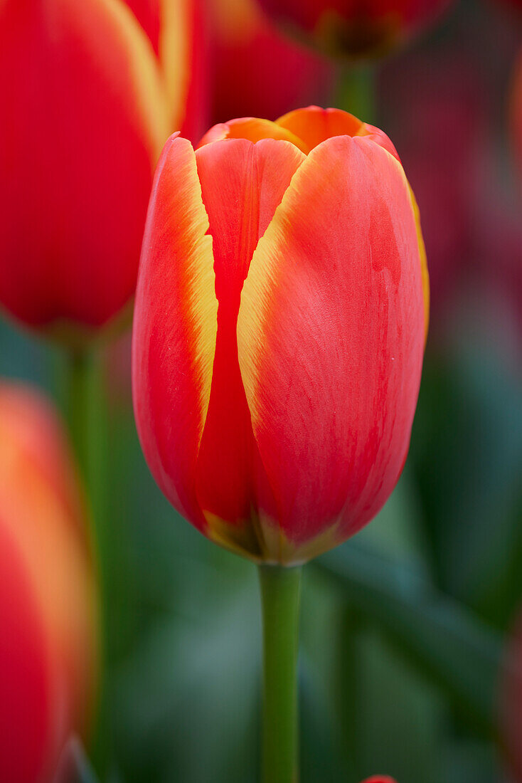 Tulipa World's Favourite