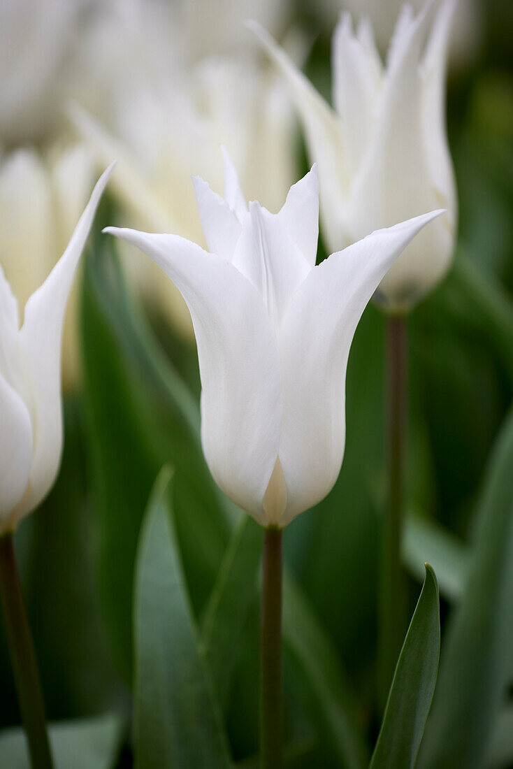 Tulpe (Tulipa) 'Tres Chic'
