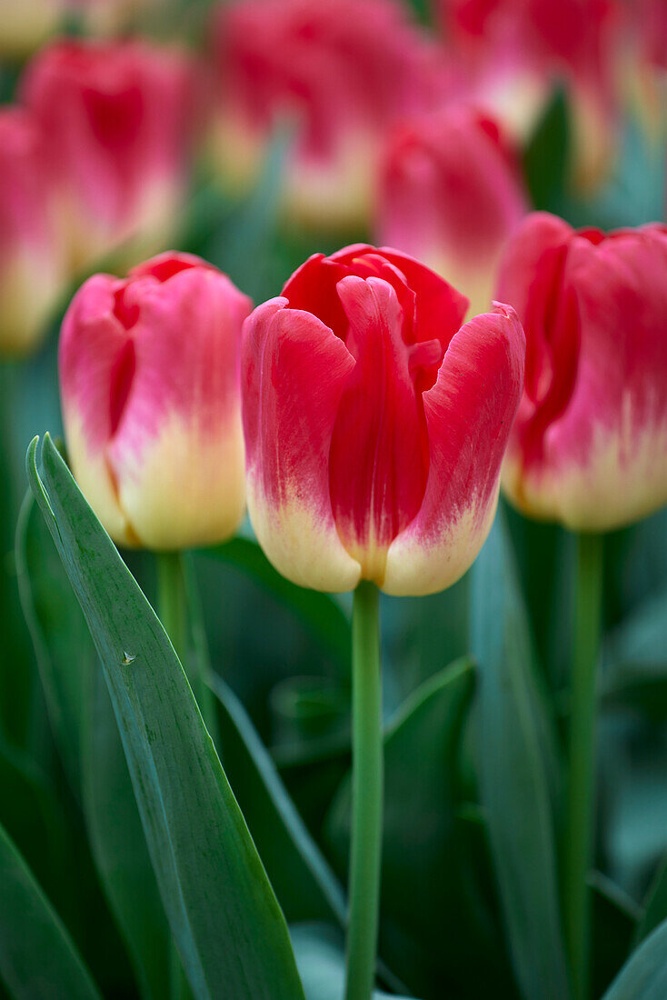Tulpe (Tulipa) 'Match'