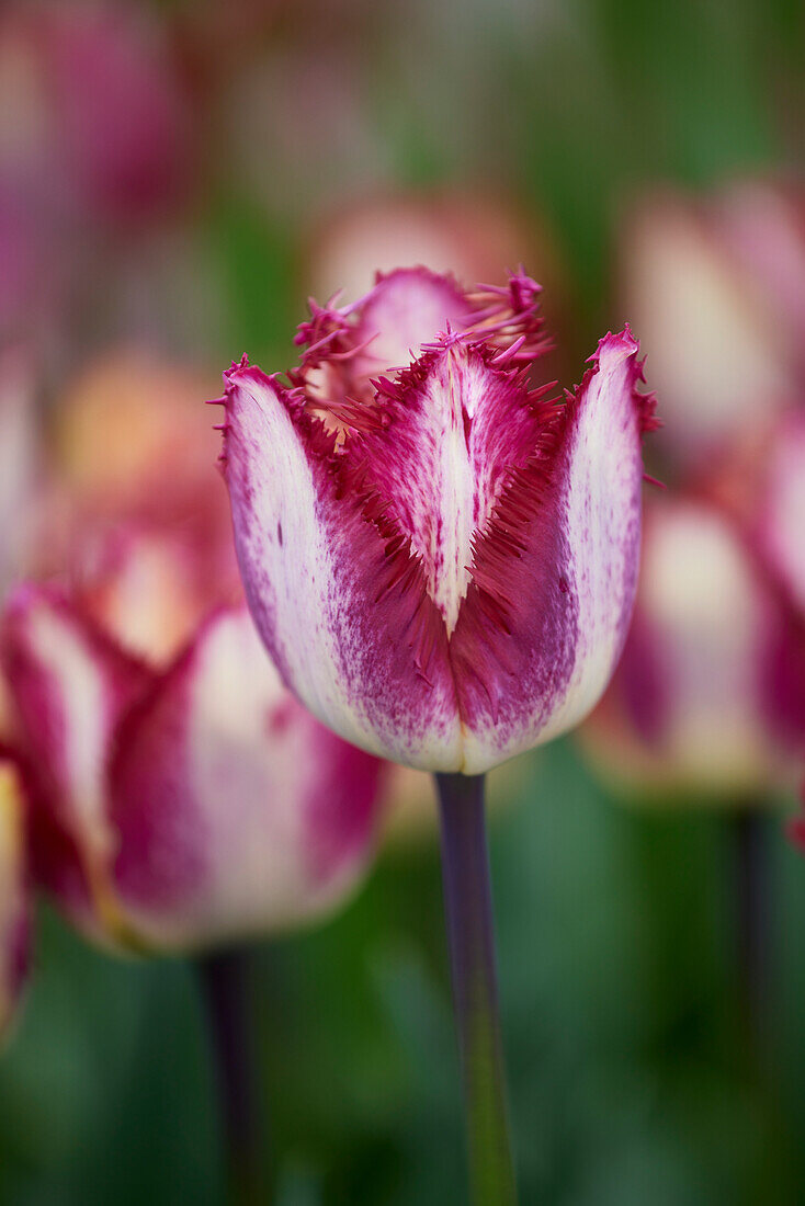 Tulpe (Tulipa) 'Colour Fusion'