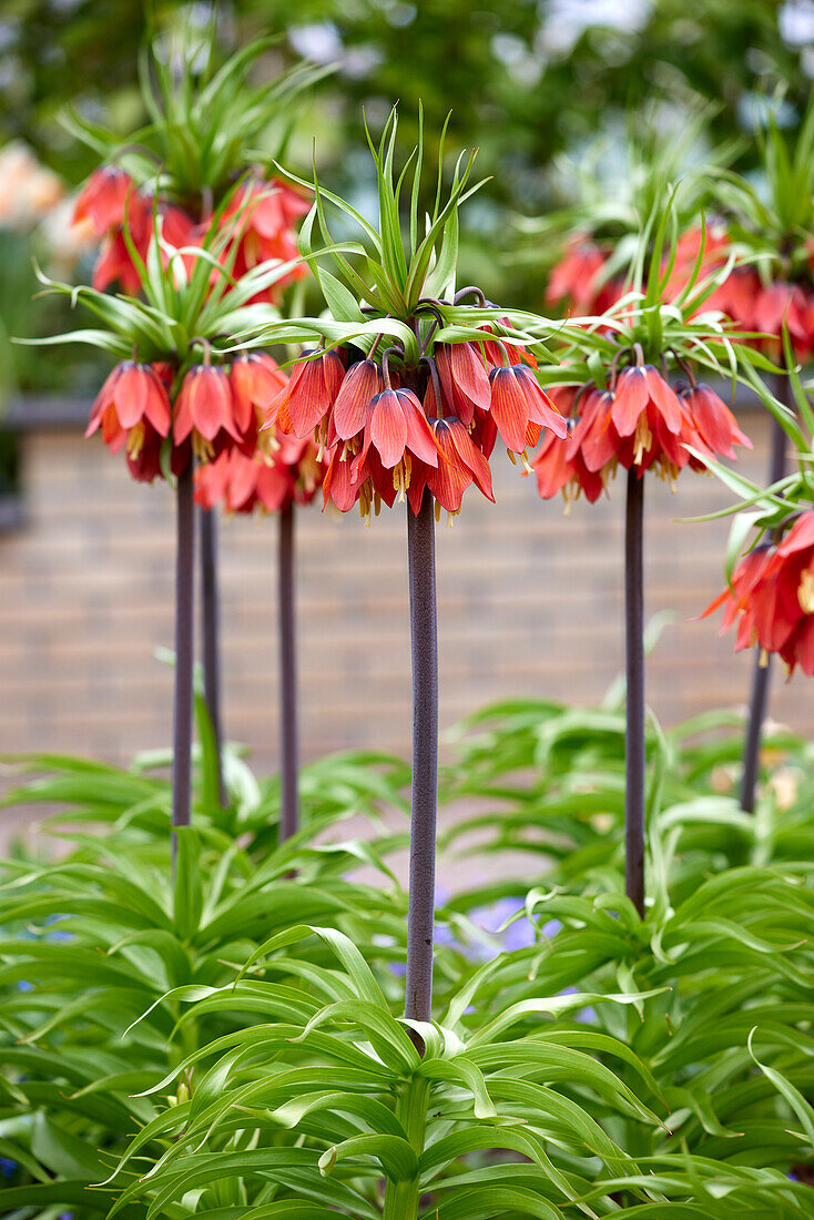 Kaiserkrone (Fritillaria imperialis) 'Rubra'