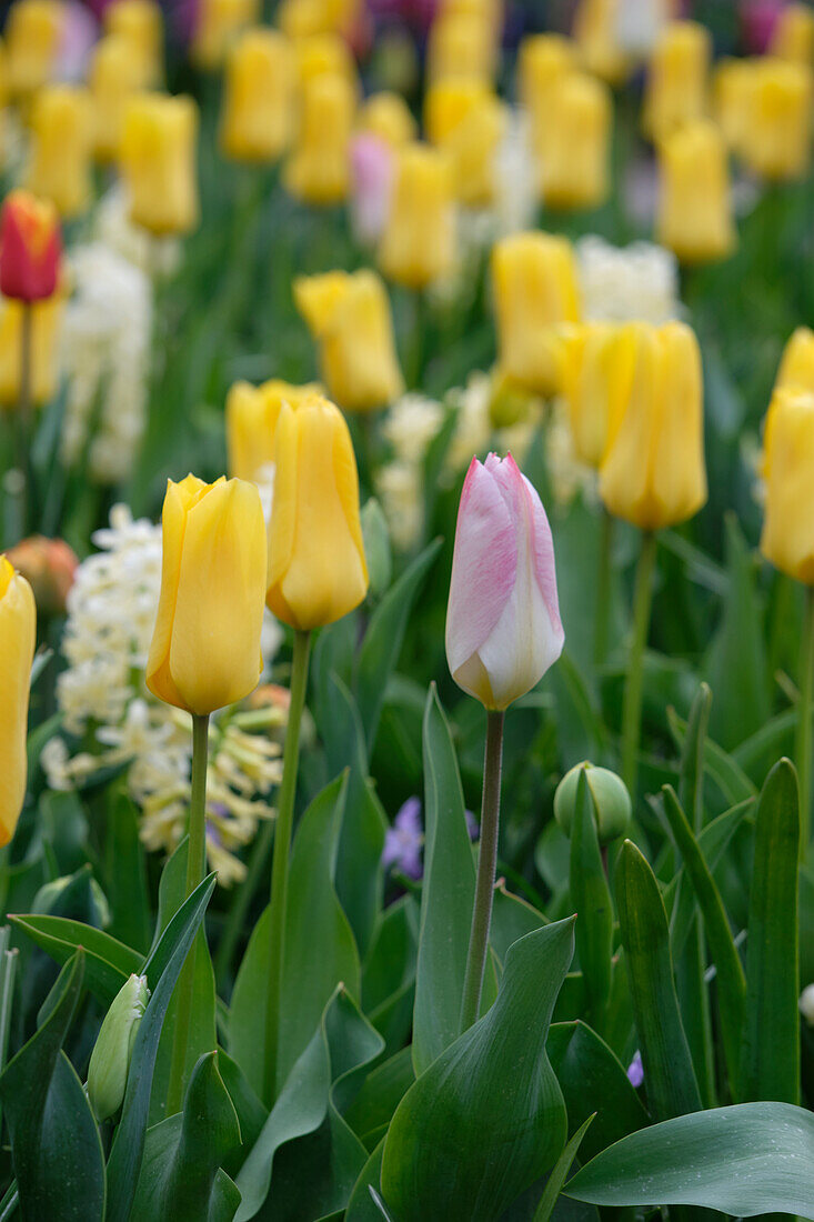 Gemischte Frühlingsblumen