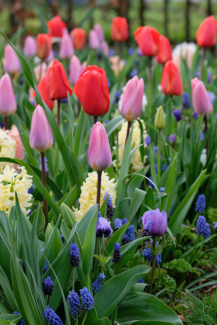 Spring flower mix