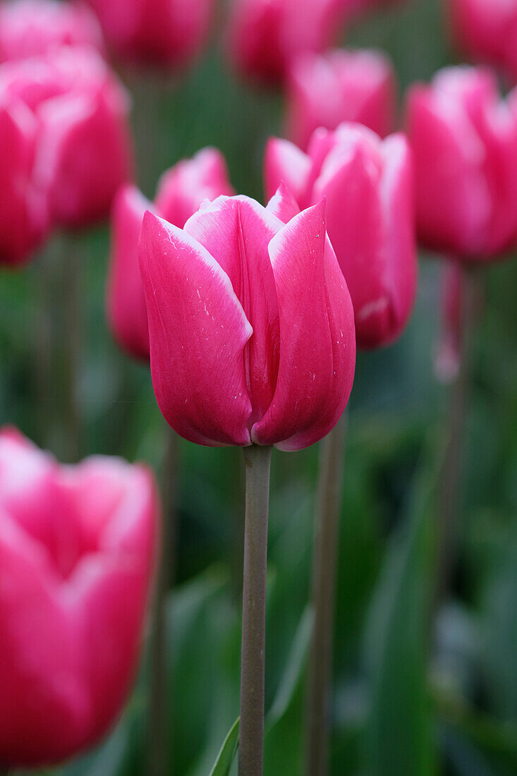 Tulipa Debutante