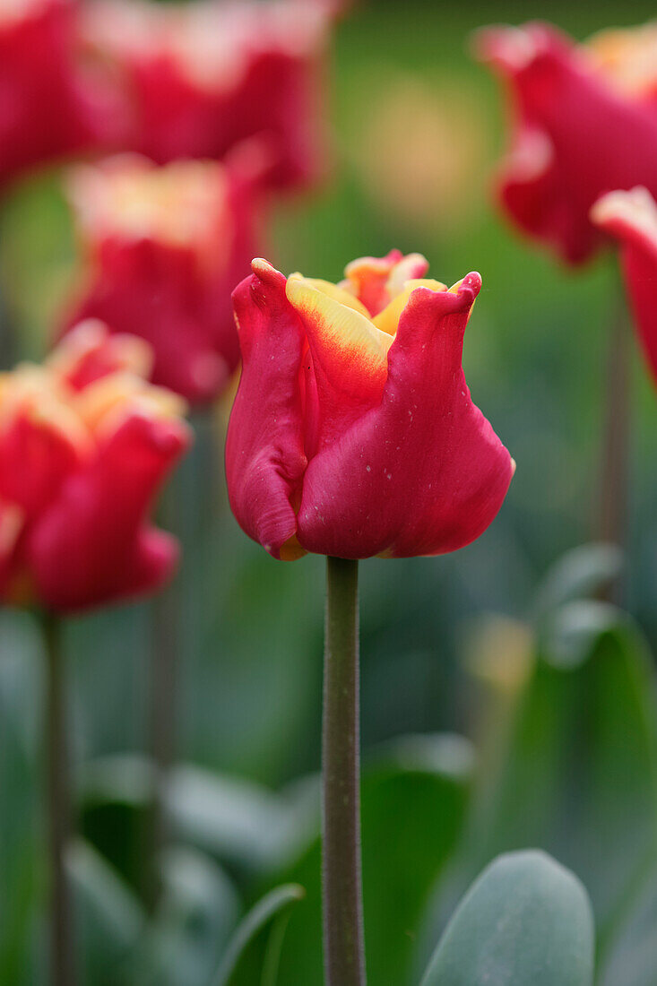 Tulpe (Tulipa) 'Elegant Crown'