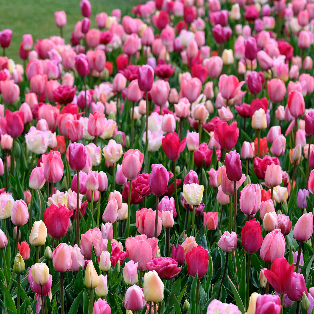 Mixed pink tulips