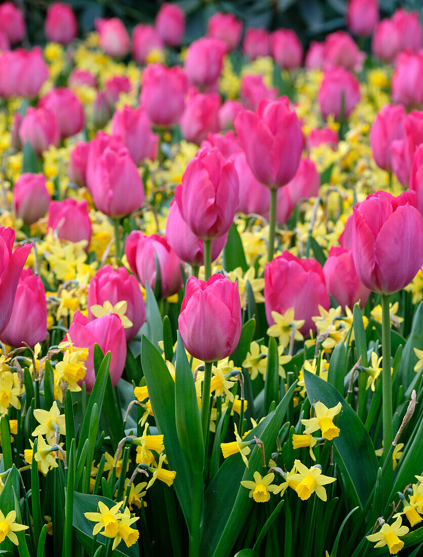 Narcissus Tete a Tete,Tulipa Lady van Eijk