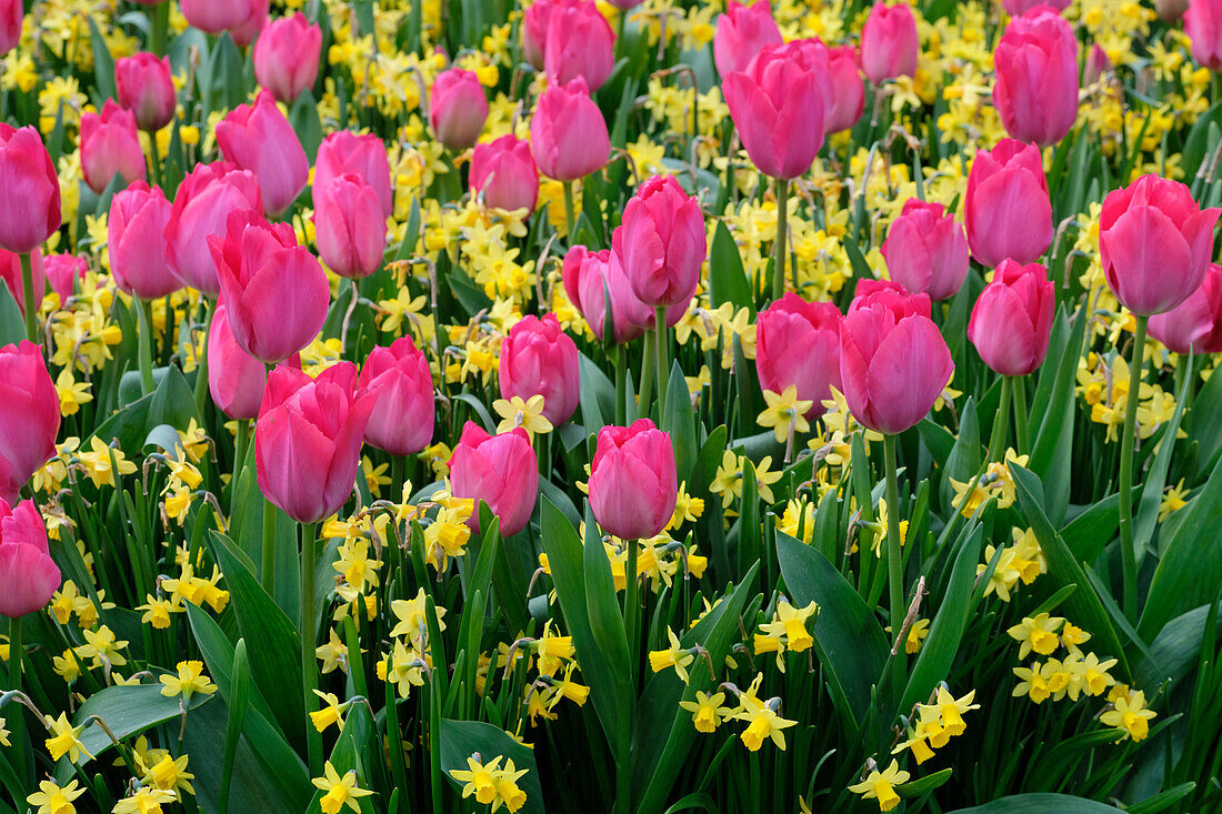 Narzisse (Narcissus) 'Tete a Tete', Tulpe (Tulipa) 'Lady van Eijk'