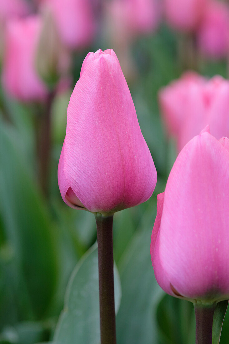 Tulipa Big Love