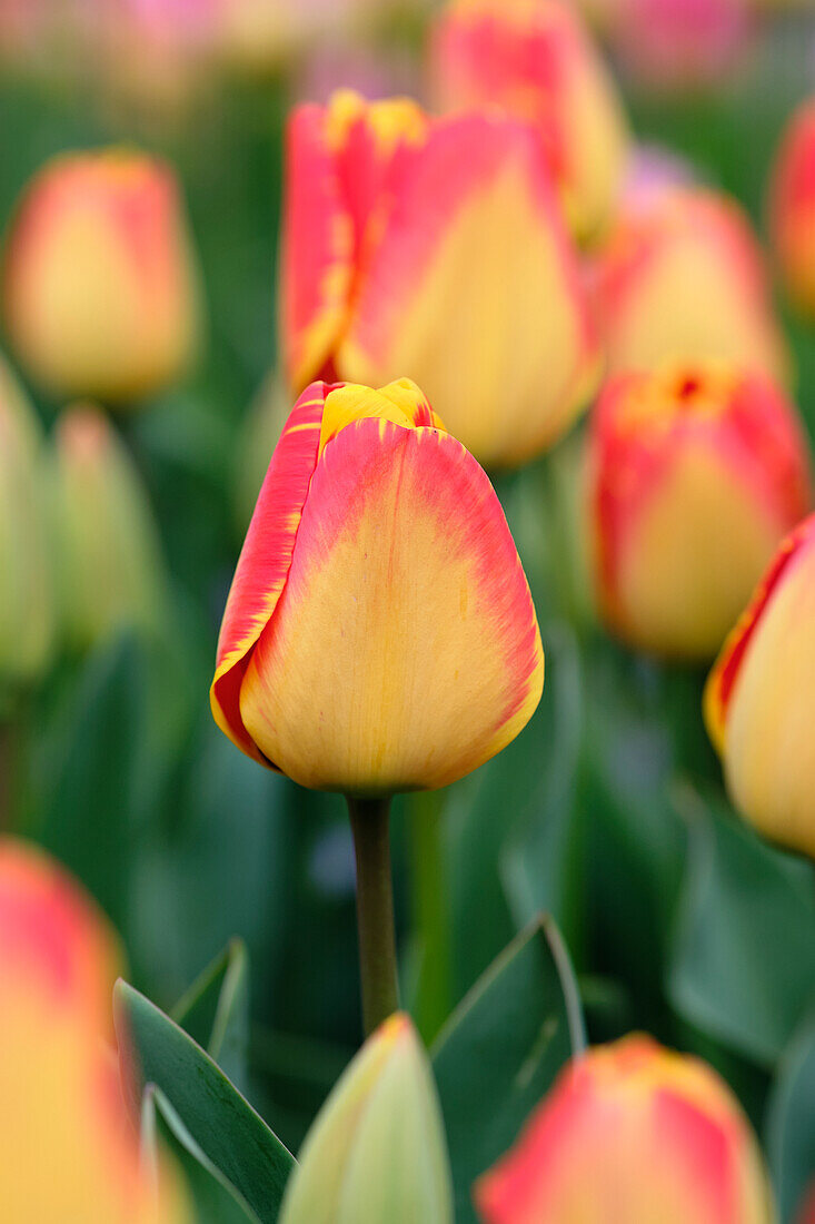 Tulipa Banja Luka