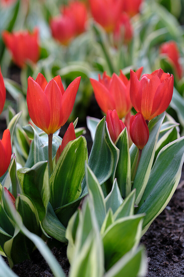 Tulpe (Tulipa praestans) 'Unicum'