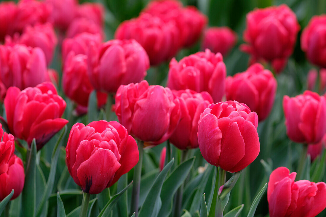 Tulipa Red Foxtrot