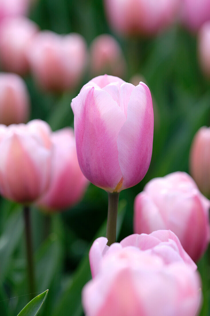 Tulipa Supermodel