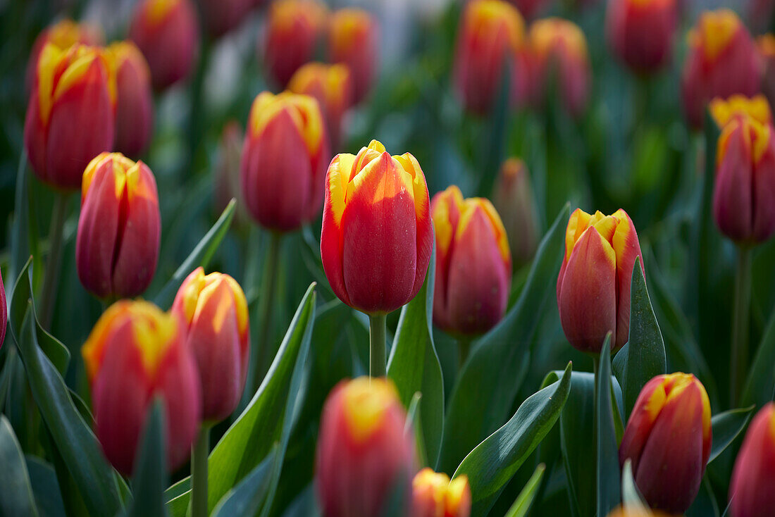 Tulpe (Tulipa) 'Hennie Vander Most'