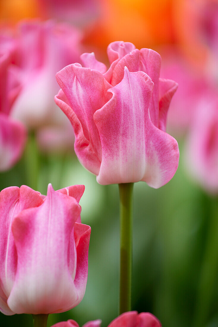 Tulpe (Tulipa) 'Crown of Dynasty'