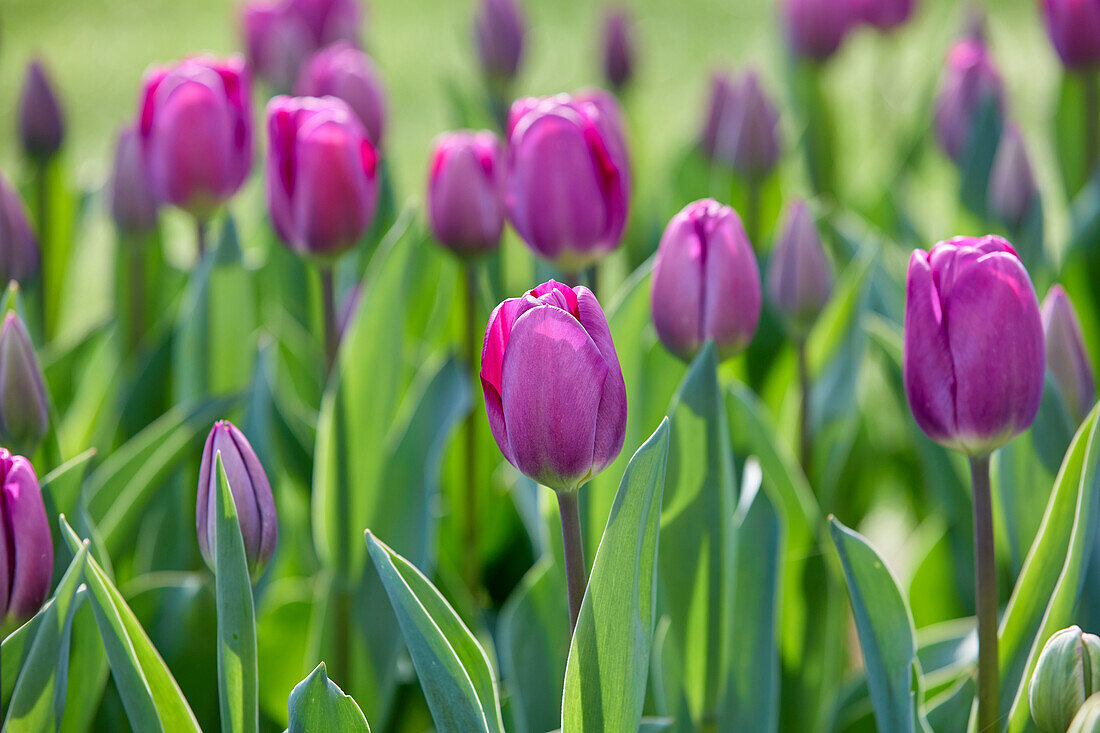 Tulpe (Tulipa) 'Roeska'