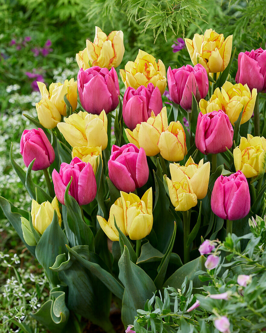 Tulipa Double You,Aquilla