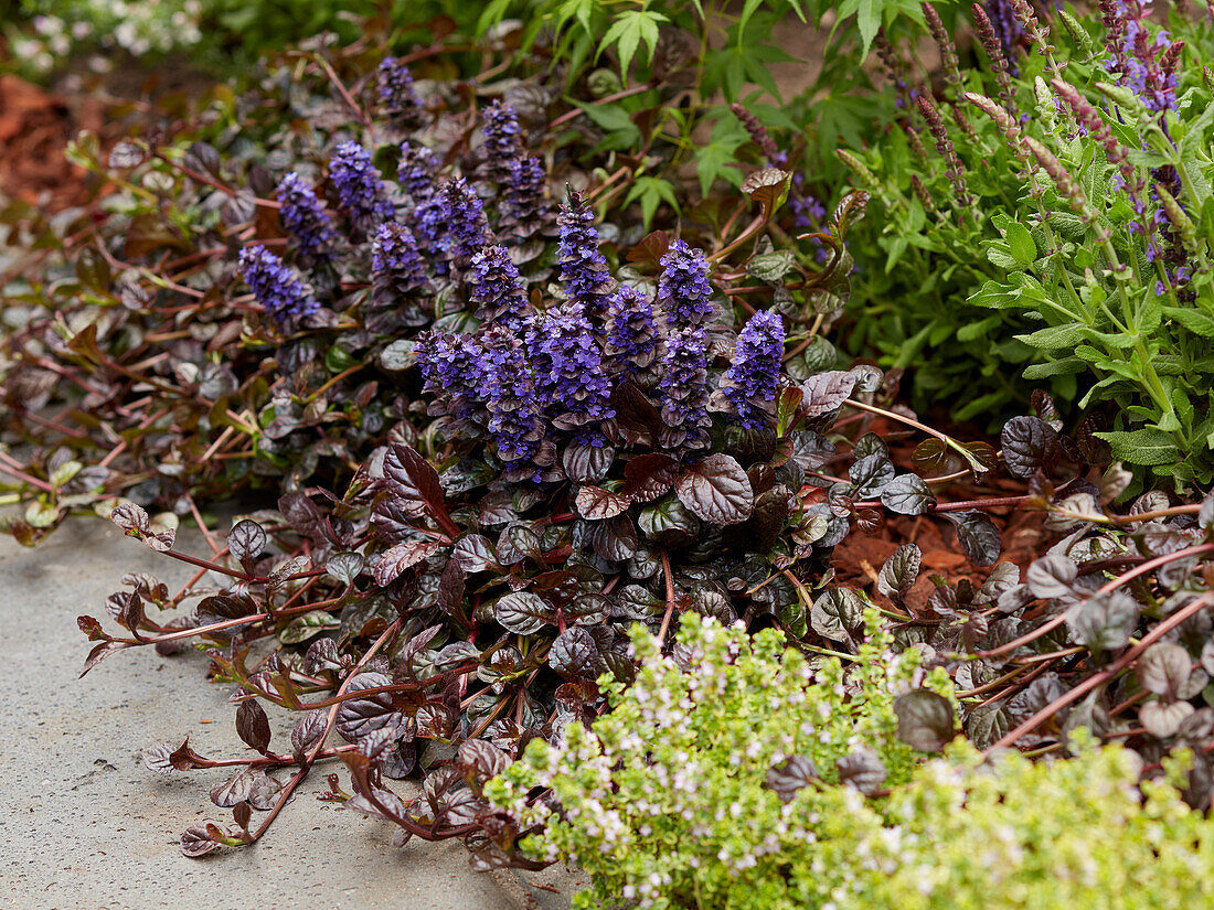 Ajuga Fierce Falcon