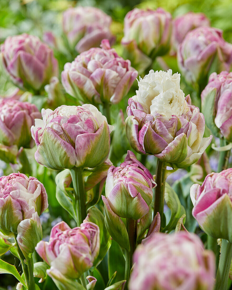 Tulpe (Tulipa) 'Ice Tea'