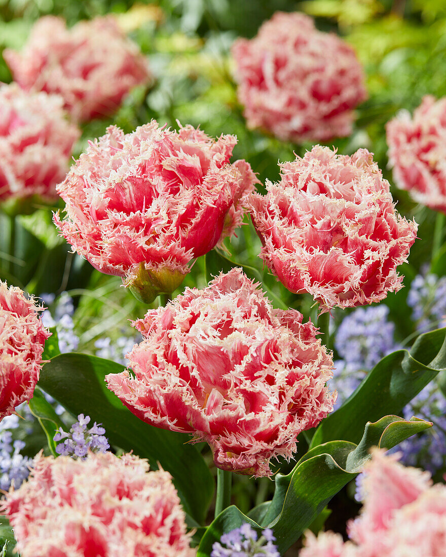 Tulpe Tulipa Byron Bay Bild Kaufen Gartenbildagentur Friedrich Strauss