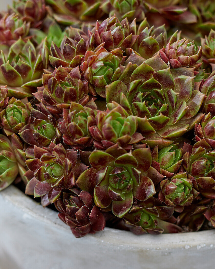 Sempervivum Ruby Line