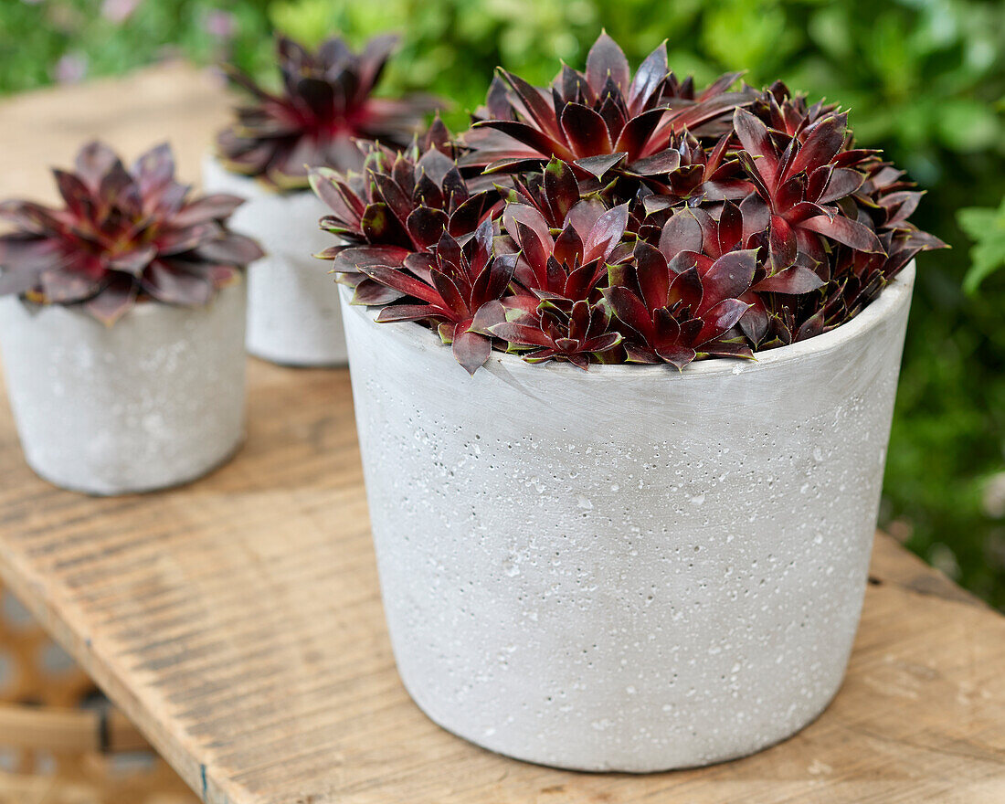 Sempervivum Coconut Chrystal