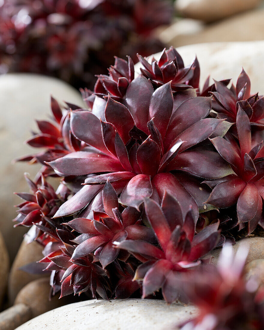 Sempervivum Blushing Garnett