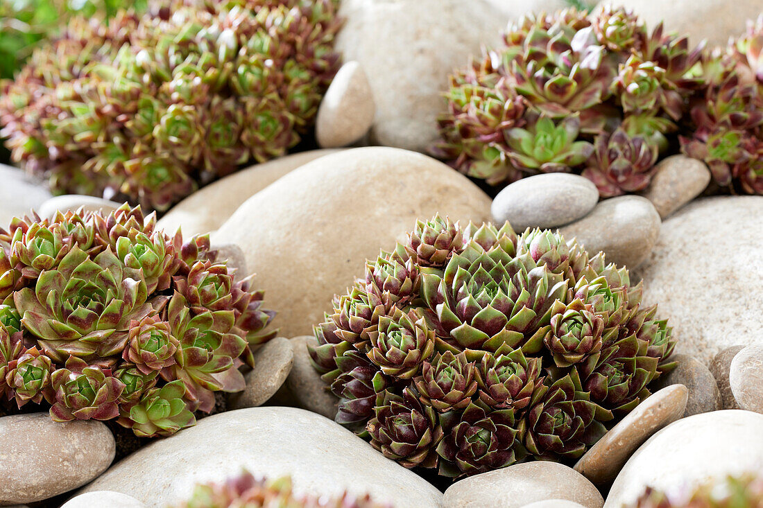 Sempervivum Ruby Line