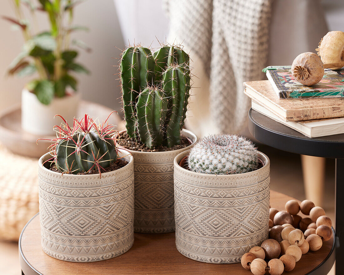 Cactus collection