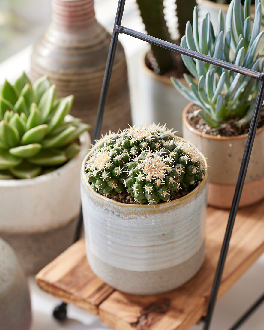 Echinocactus grusonii var. brevispinus