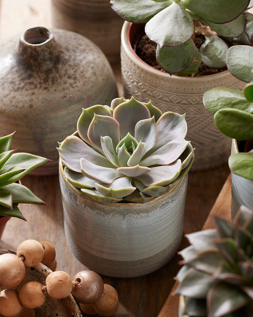 Echeveria lilacina