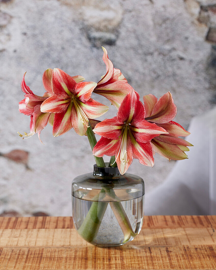 Hippeastrum Opal Star