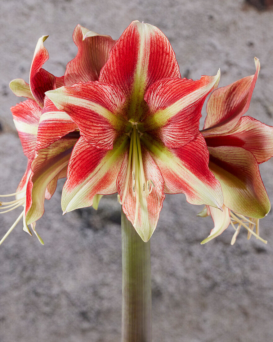 Hippeastrum Ruby Star